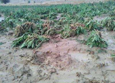 طوفان و سیل 3 هزار میلیارد ریال به کشاورزی فارس ضرر زد