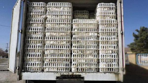 توقیف 6 دستگاه کامیون حامل بیش از 7000 قطعه مرغ فاقد مجوز در رودبار